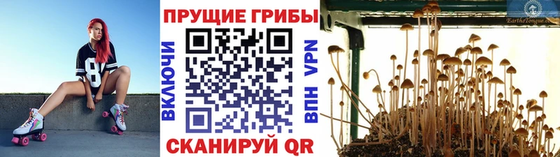 Псилоцибиновые грибы Psilocybine cubensis  Катайск 